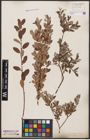 Foto von Salix aurita L. x Salix repens L.